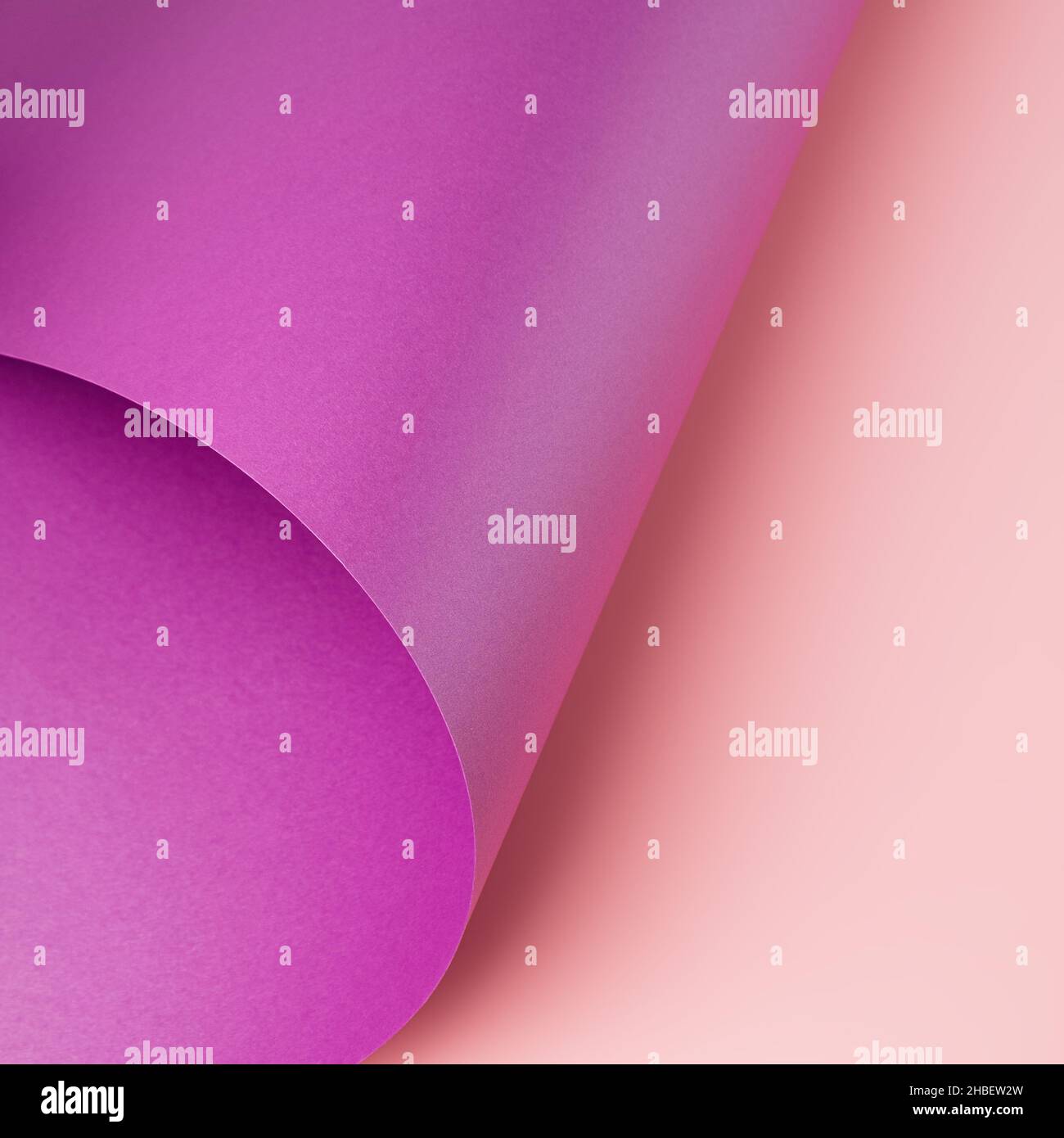 Metallic violet paper curved over light pink background. Minimal colorful backdrop Stock Photo