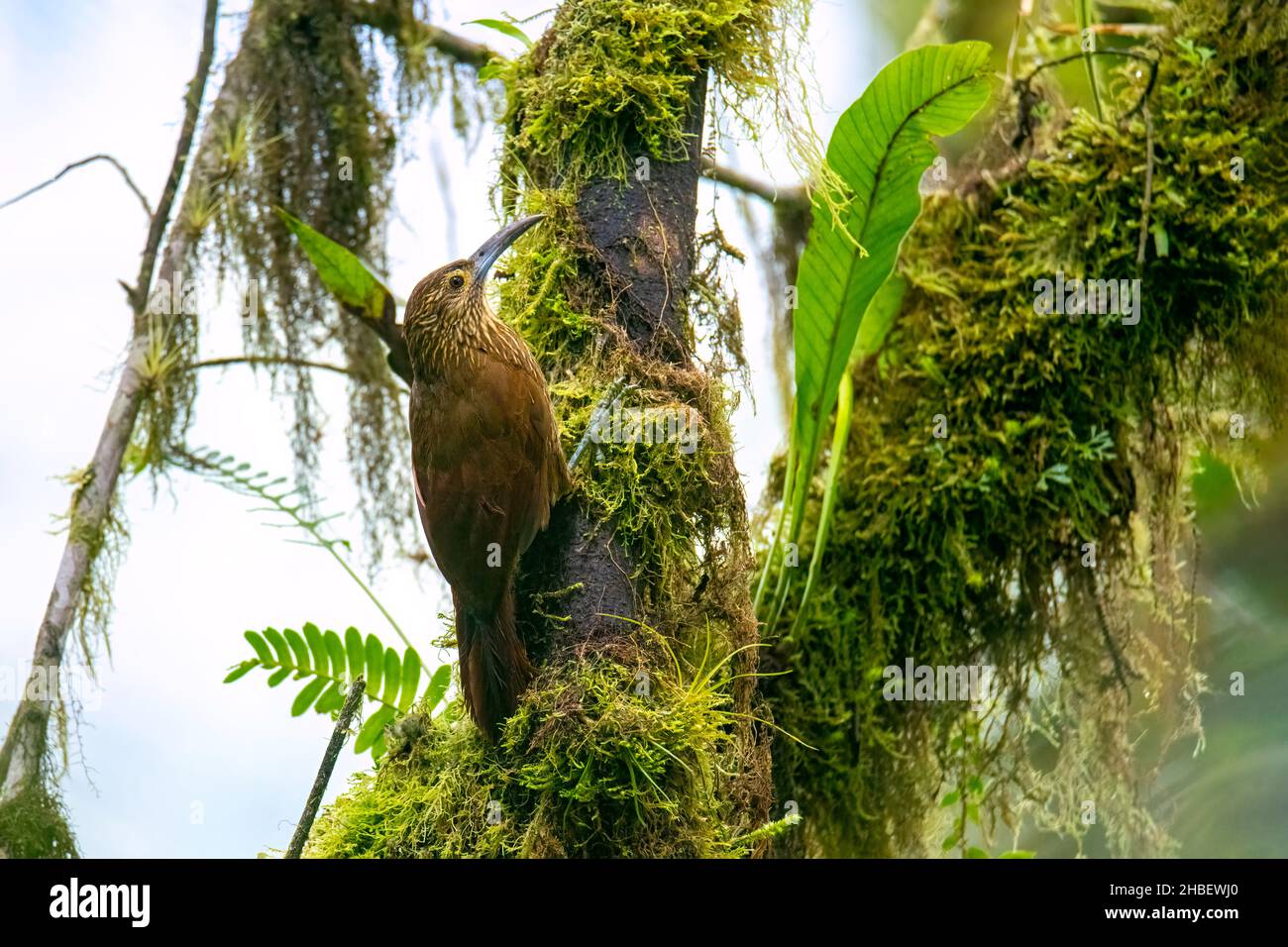 Strong-billed Woodcreeper  Xiphocolaptes promeropirhynchus Bellavista Cloud Forest Lodge, Pichincha, Ecuador 7 December 2019       Adult          Furn Stock Photo