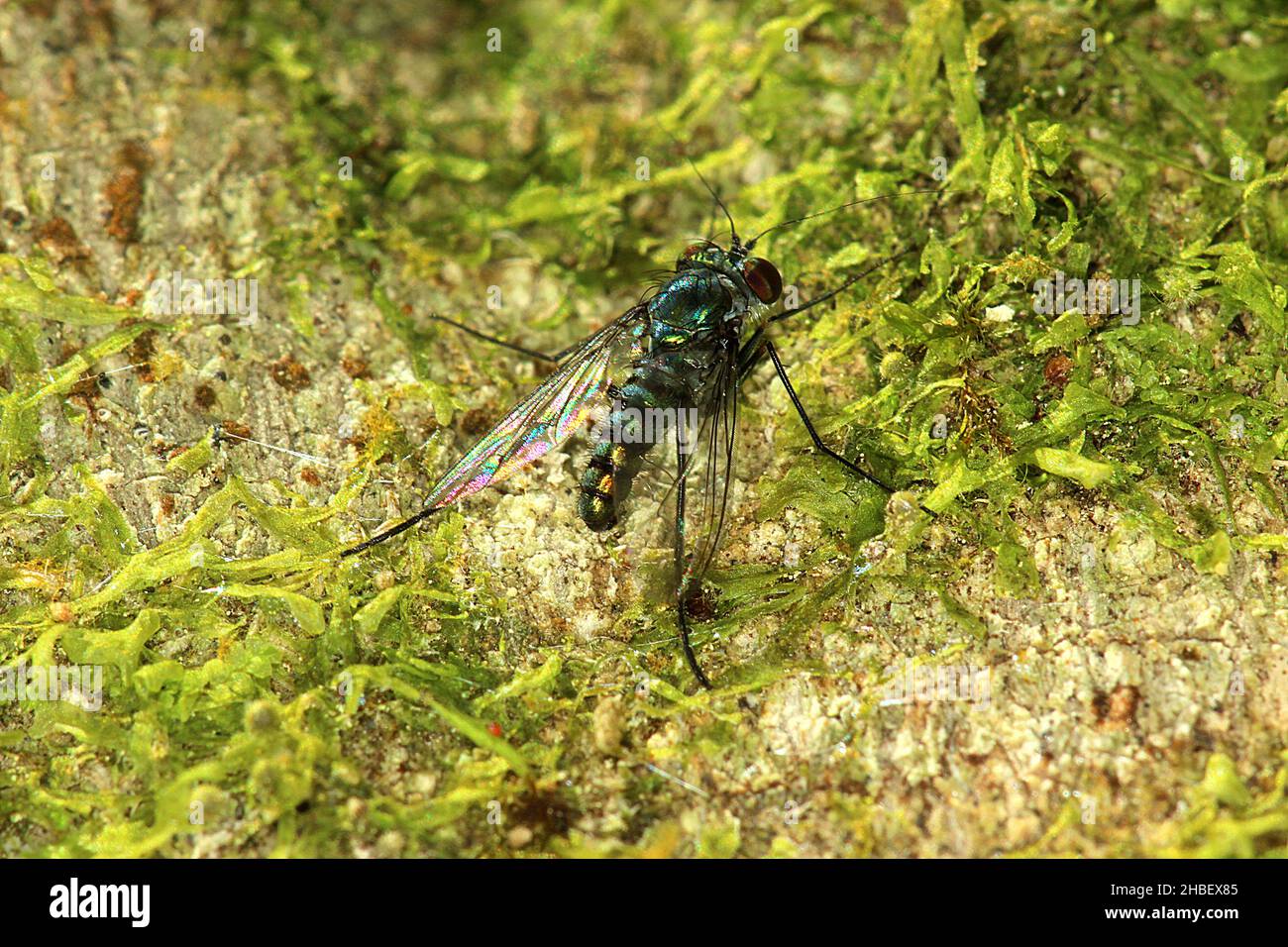 Long-legged fly (Parentia sp.) Stock Photo