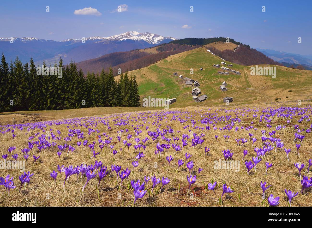 Flowering meadow in the mountains. Spring landscape with flowers of crocuses. Sunny day. Alpine settlement of shepherds with wooden houses. Carpathian Stock Photo