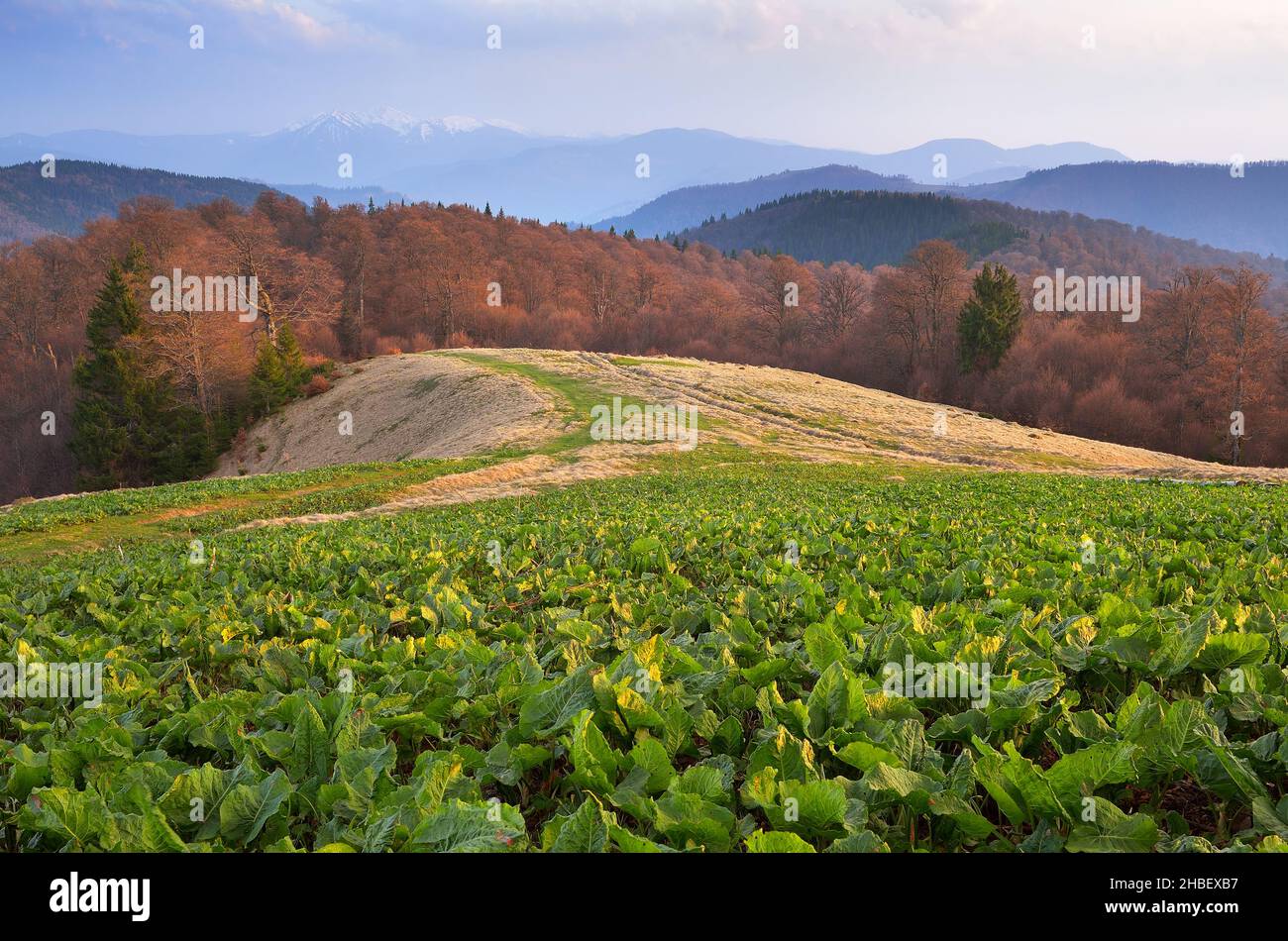 Spring landscape with a green meadow. Haze in the mountains. Beech forest in the hills. Carpathians, Ukraine, Europe Stock Photo