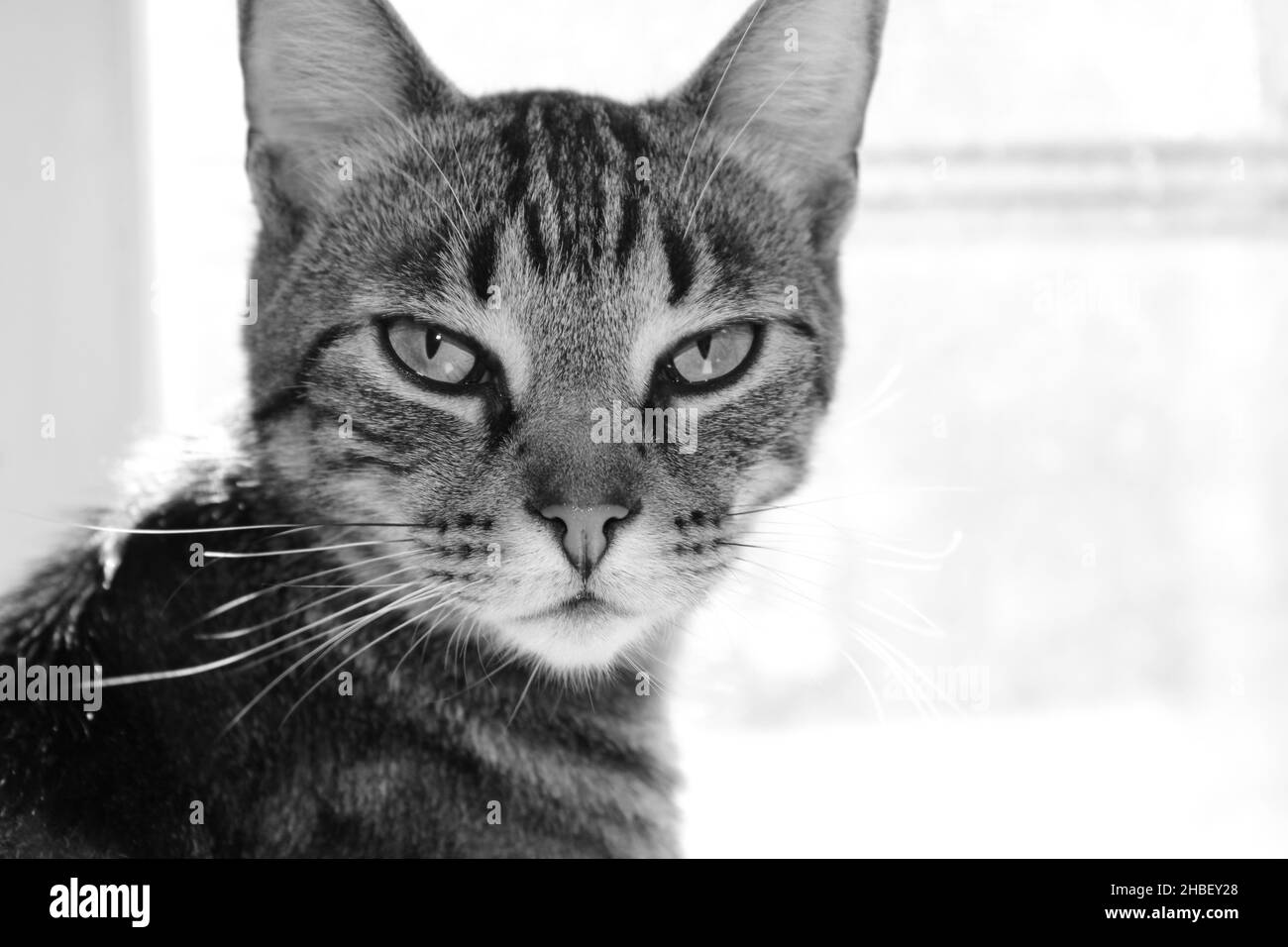 Portrait of a tabby cat in black and white focused close starring at the camera. Angry looking focused cat. Funny. Concept Stock Photo