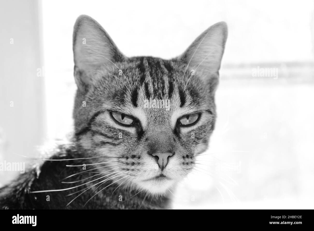 Unimpressed grumpy cat in black and white Stock Photo