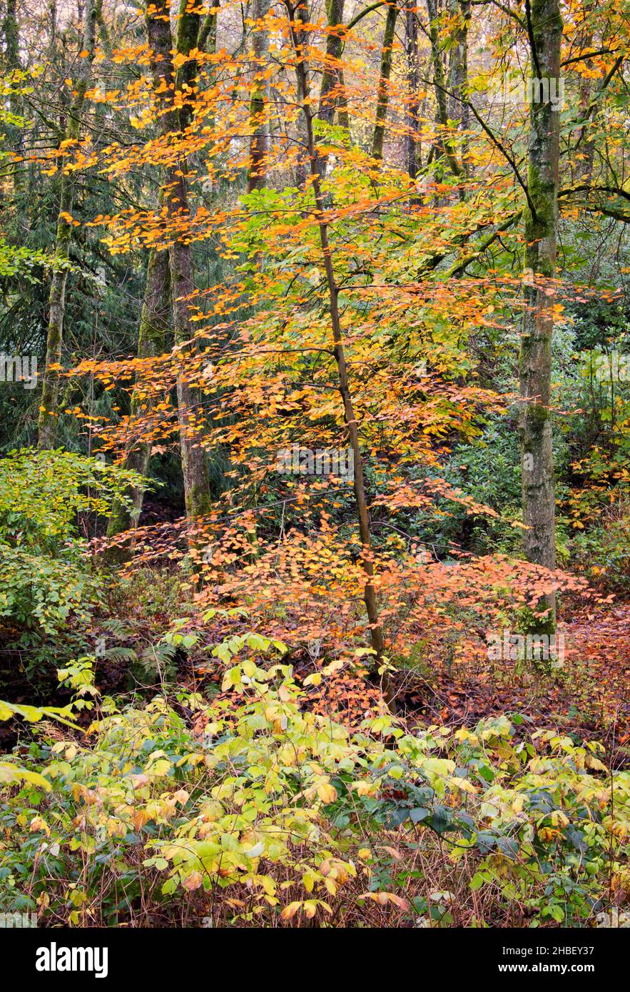 An array of trees in their natural woodland setting, in differing shades of autumnal colour Stock Photo