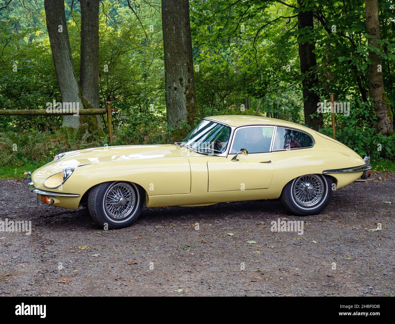 Studenec, Czechia. 25th of September 2021. British classic vehicle Jaguar E-Type, amazing vintage car riding in forest path Stock Photo