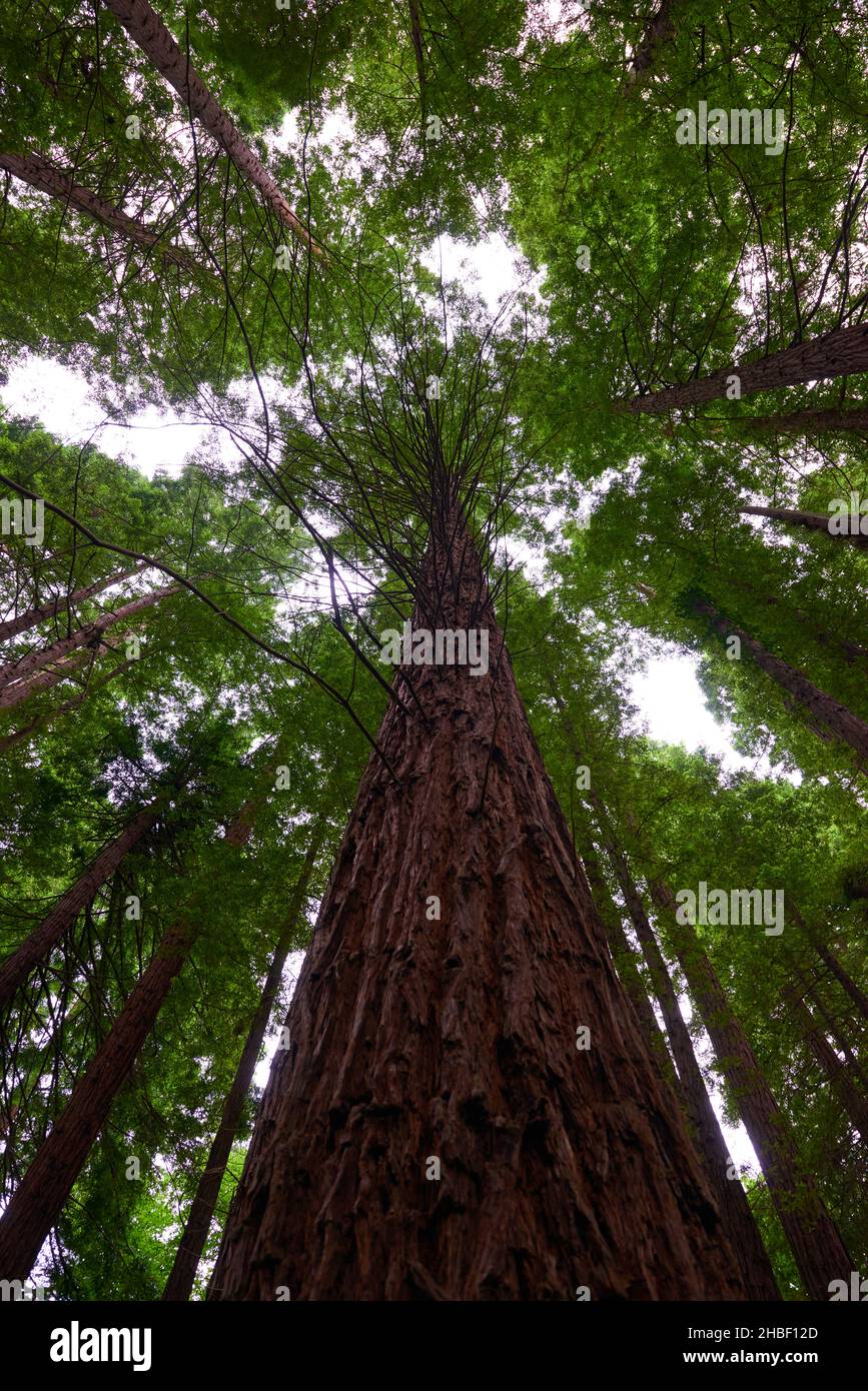 Giant sequoia tree branches hi-res stock photography and images - Alamy