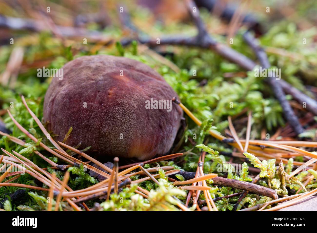 Close view of Boletus mushroom hiding in the forest on the ground. It is edible. Contains such members as Boletus edulis and Boletus aereus and Boletu Stock Photo