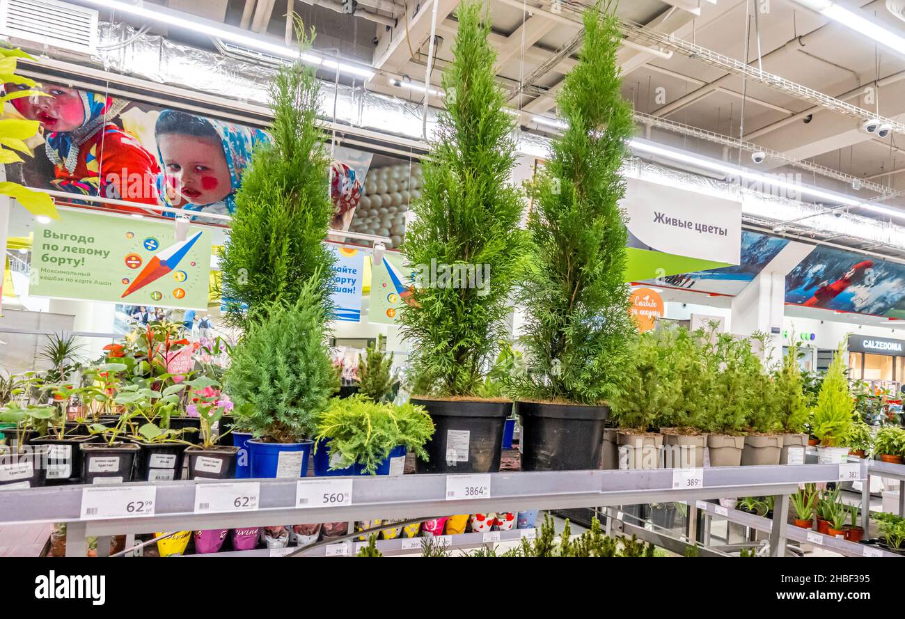 cedars for growing at home sold on display in Auchan department store