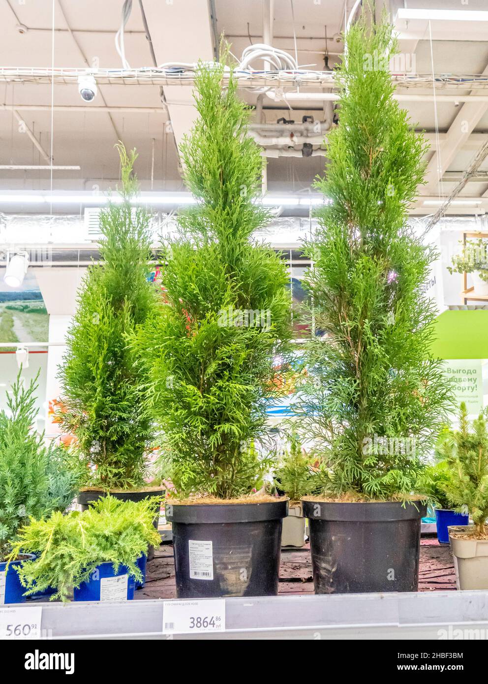 cedars for growing at home sold on display in Auchan department store supermarket, Moscow