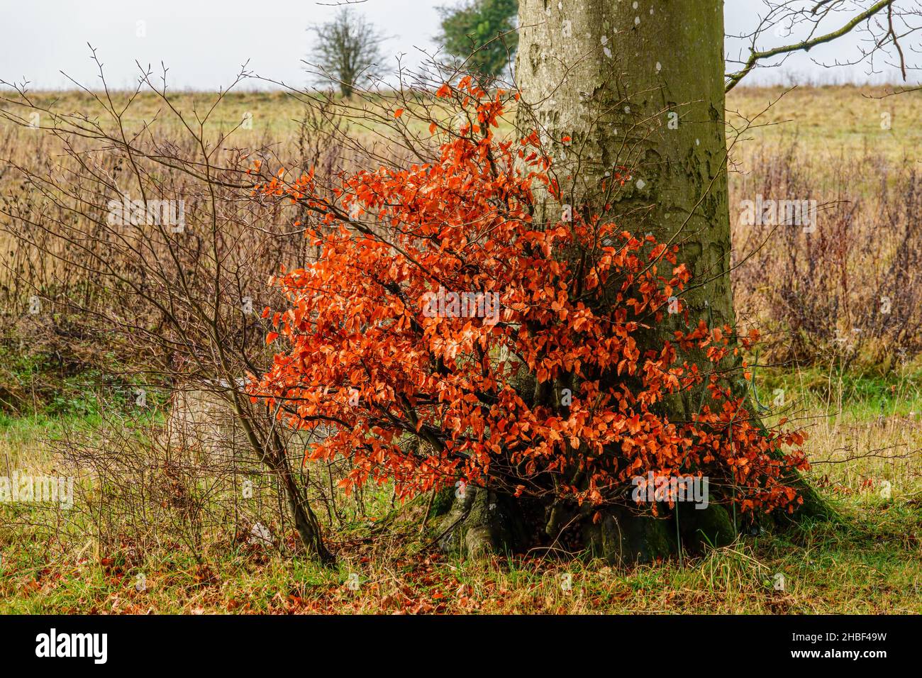 Lone copper beech (Fagus sylvatica) tree sapling with superb copper red