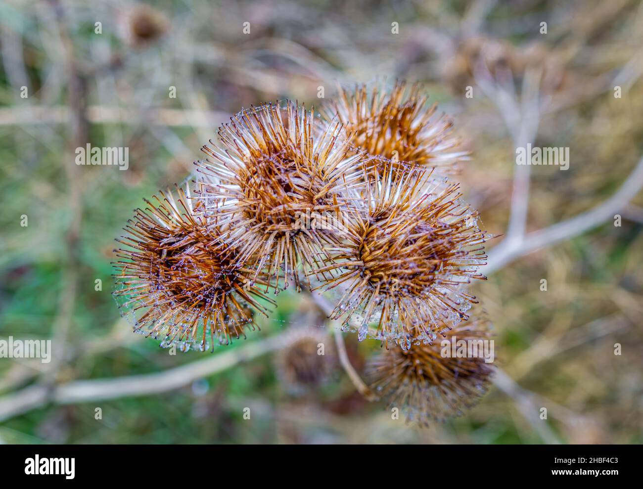 wild winter plant seed heads and stalks covered with spider webs ...