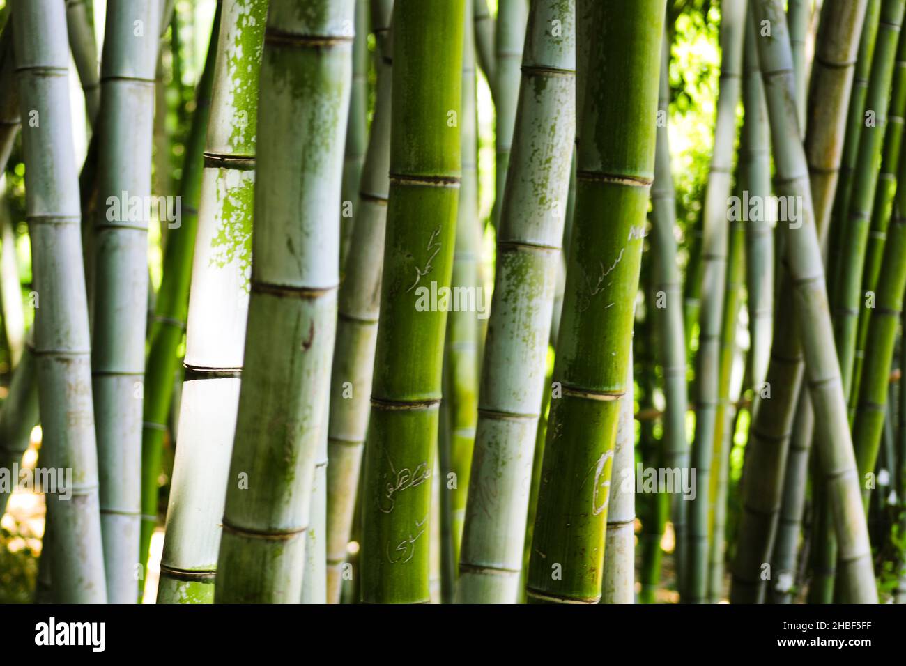 Bamboo Forest in Huntington Gardens, Los Angeles, California Stock Photo