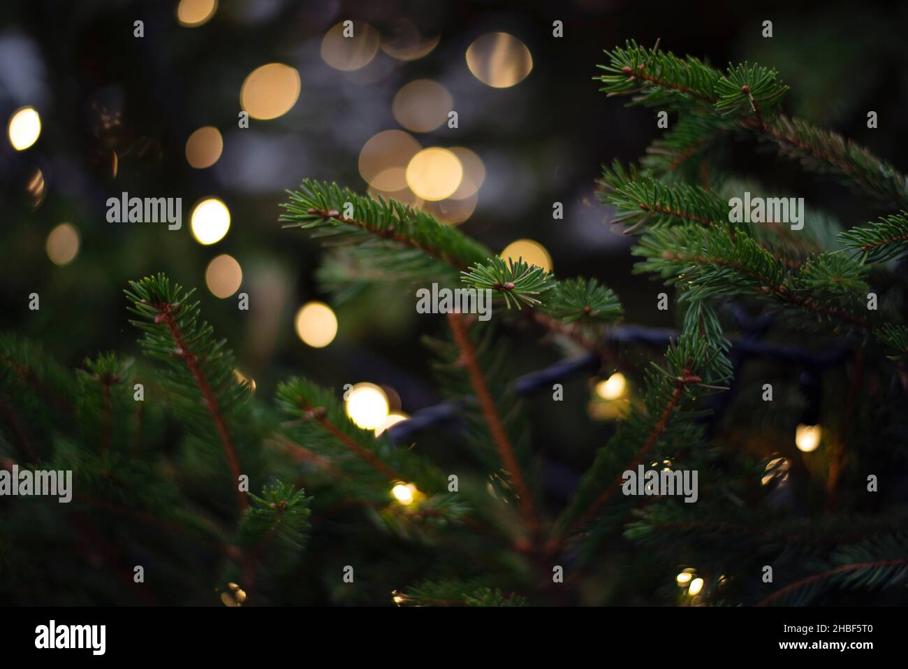Christmas tree with soft blurry lights Stock Photo