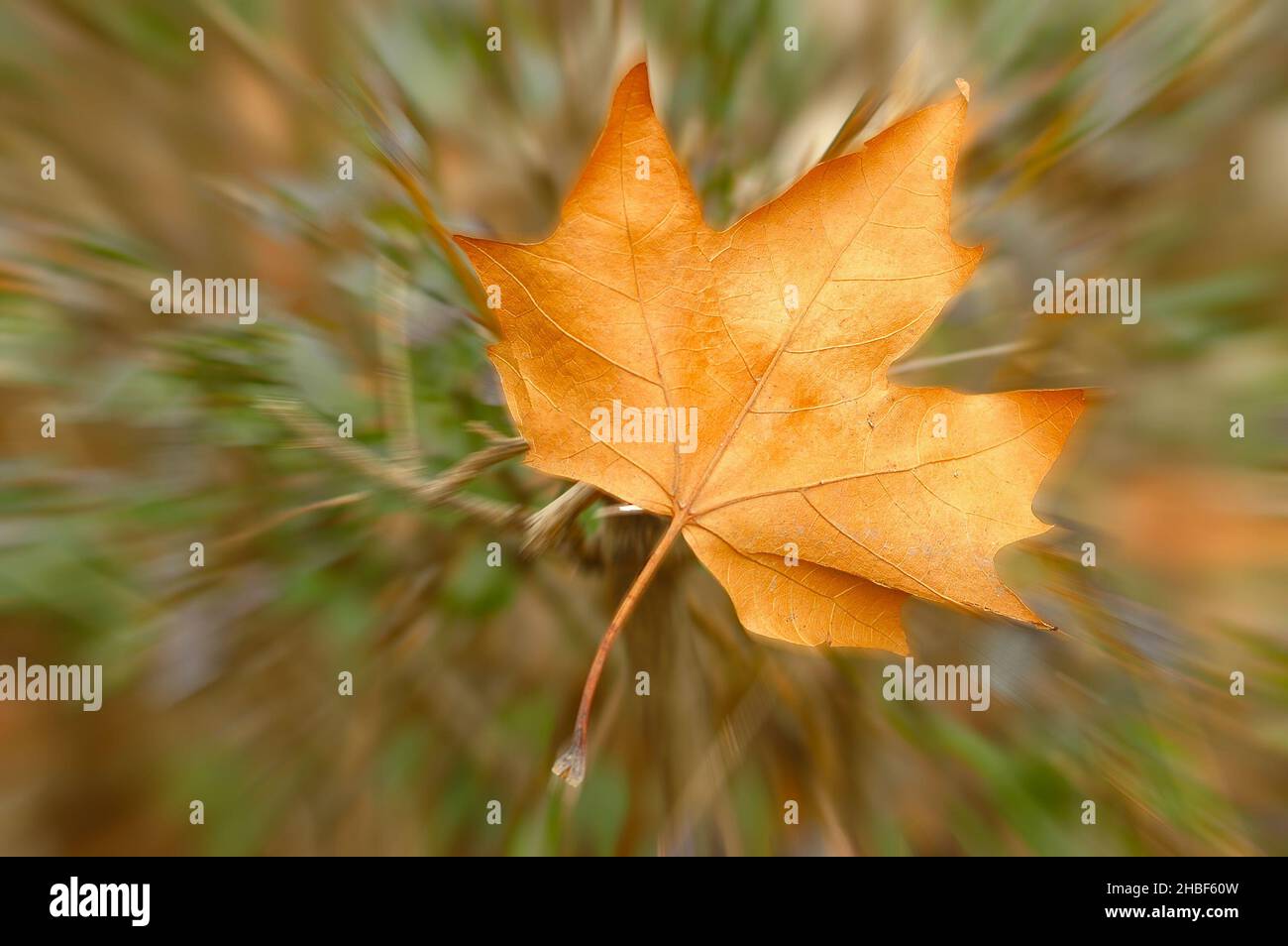 Fallen yellow and red maple leaf radial blur effect Stock Photo