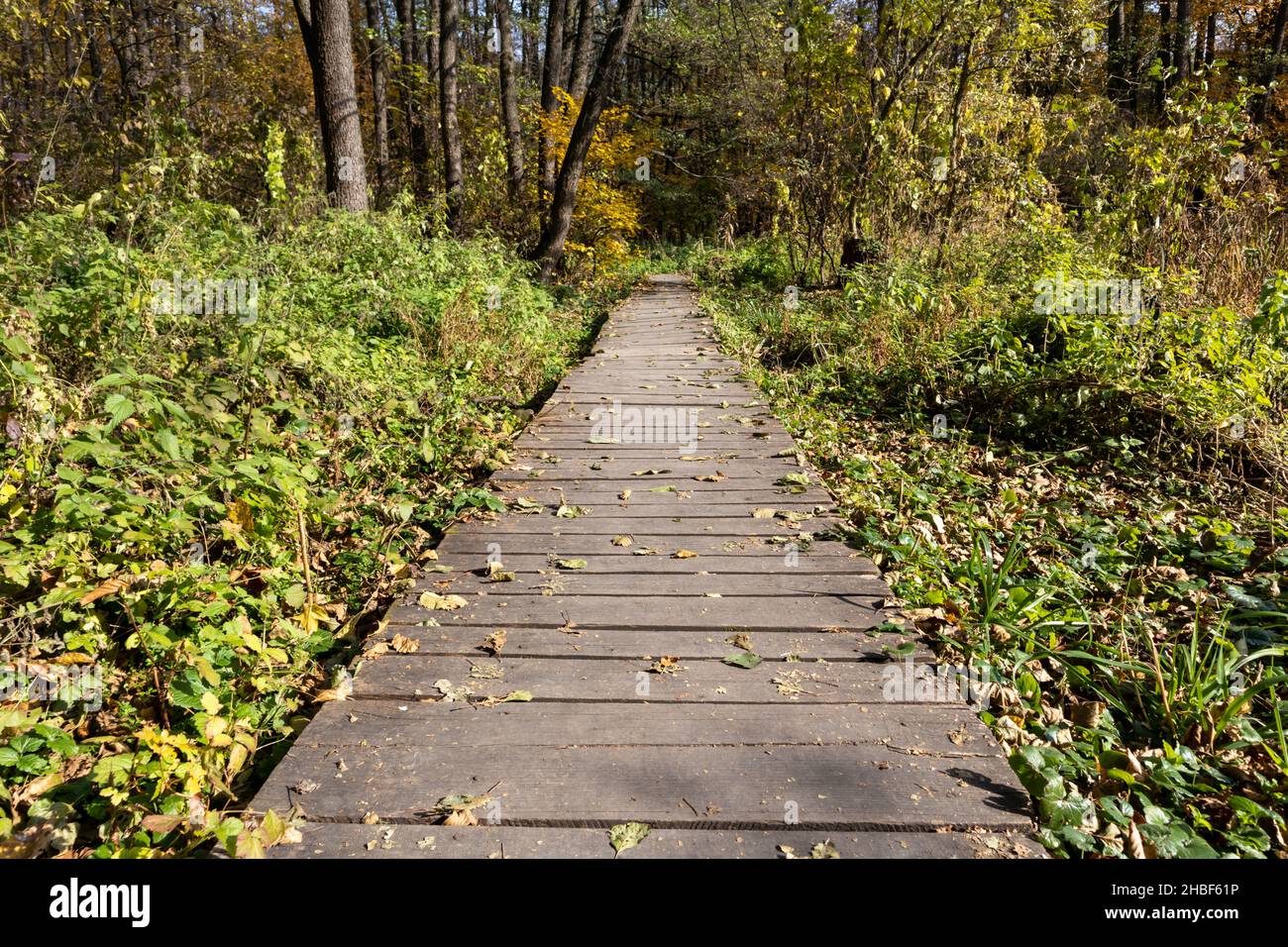 Wooden footbridge through the forest. The trail of pedestrians made of boards is adventurous and informative. Selective focus. Stock Photo