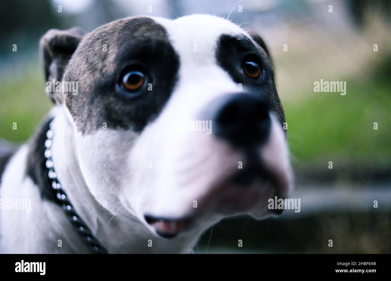 Brindle and White Pit Bull Portrait Stock Photo