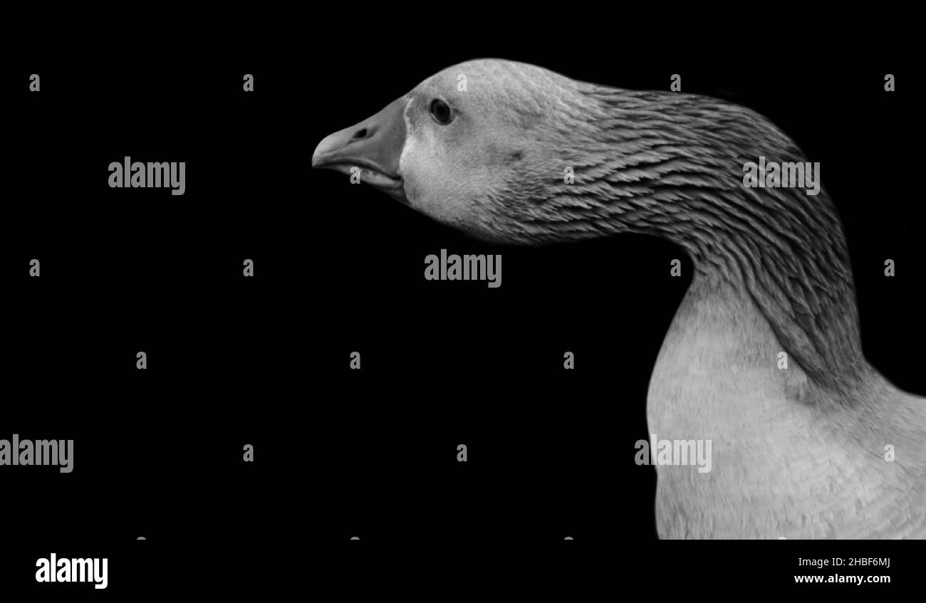 Long Neck Goose Cute Face In The Black Background Stock Photo