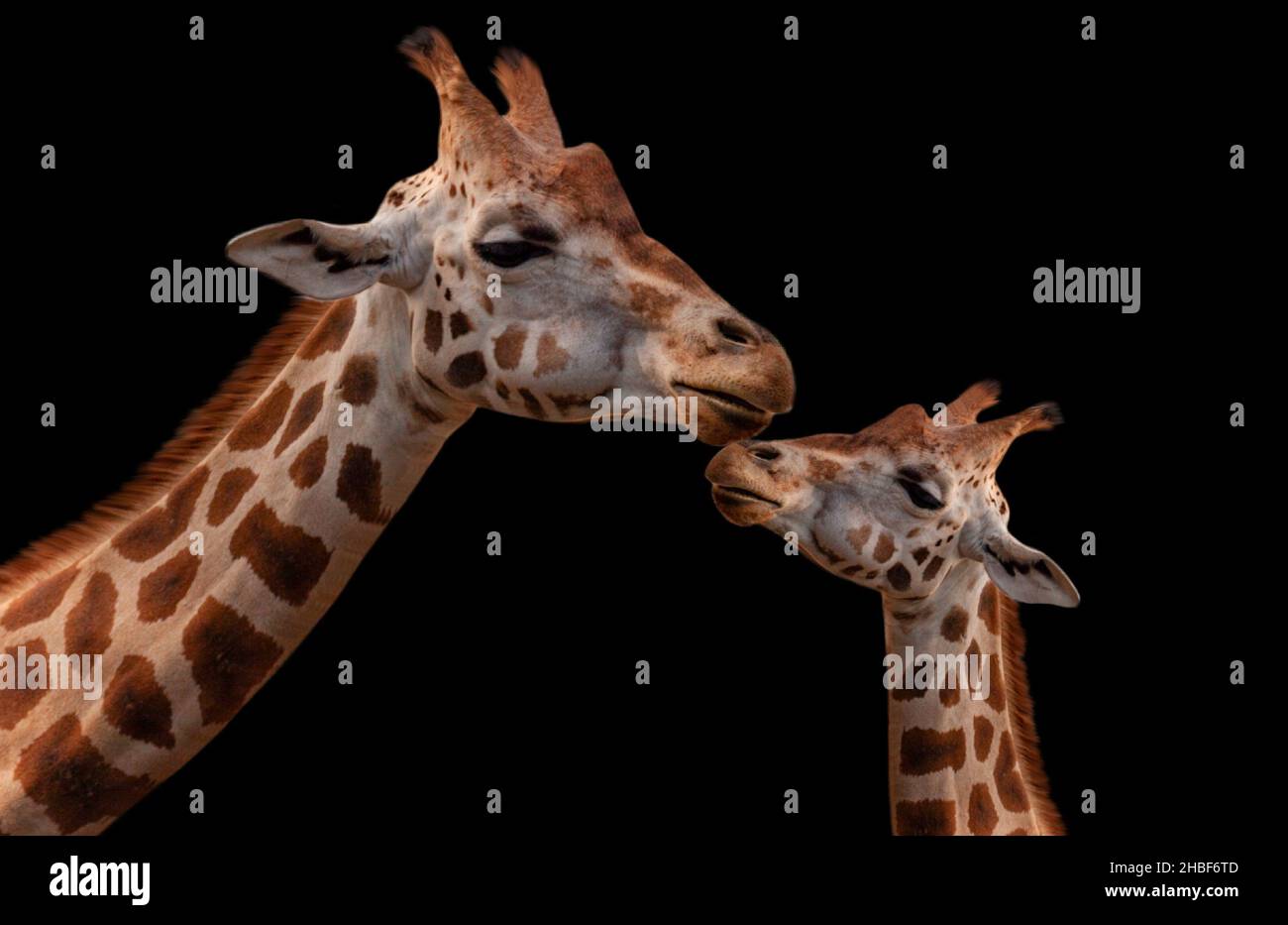 Mother And Baby Giraffe Beautiful Relationship On The Black Background Stock Photo