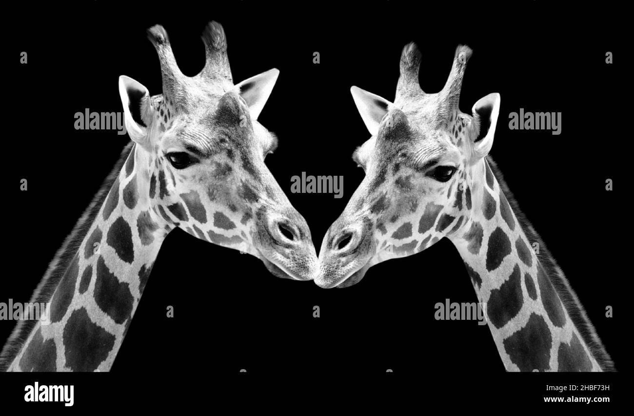 Cute Two Giraffe Closeup Face Stock Photo