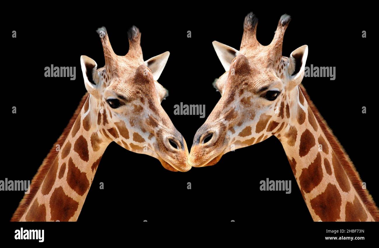 Giraffes Closeup Face Portrait On The Black Background Stock Photo
