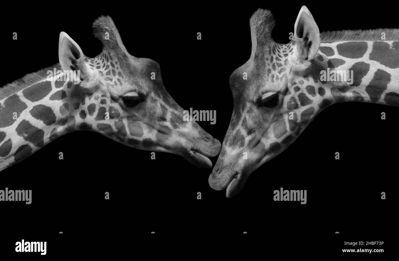 Black And White Cute Couple Giraffe Face On The Dark Background Stock Photo