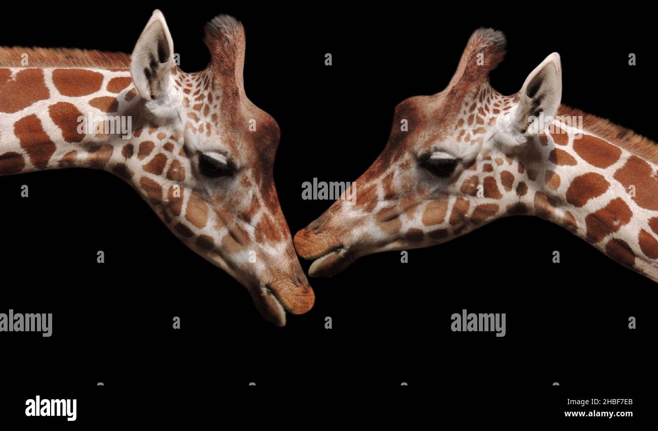 Beautiful Couple Giraffe Kiss On The Black Background Stock Photo
