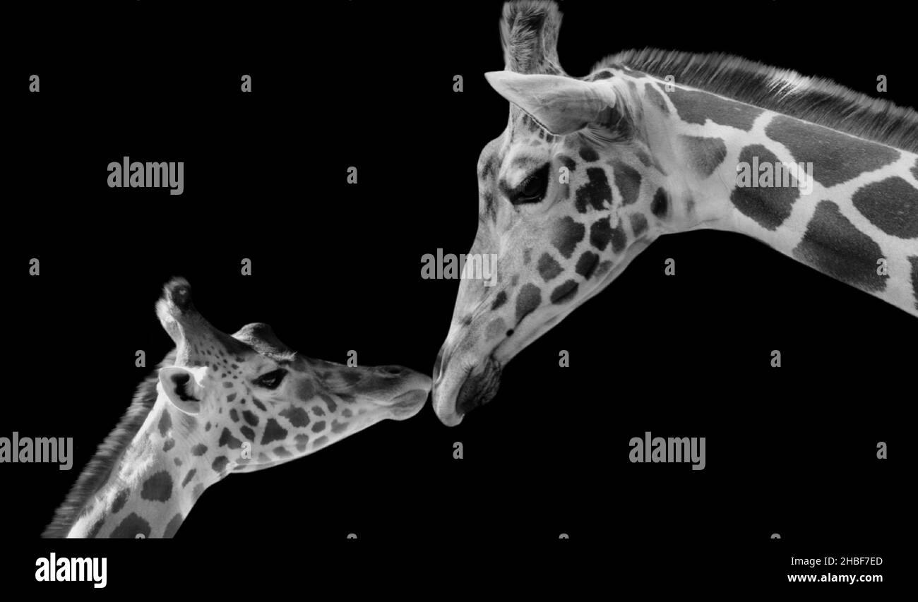 Cute Mother And Baby Giraffe Love On The Black Background Stock Photo