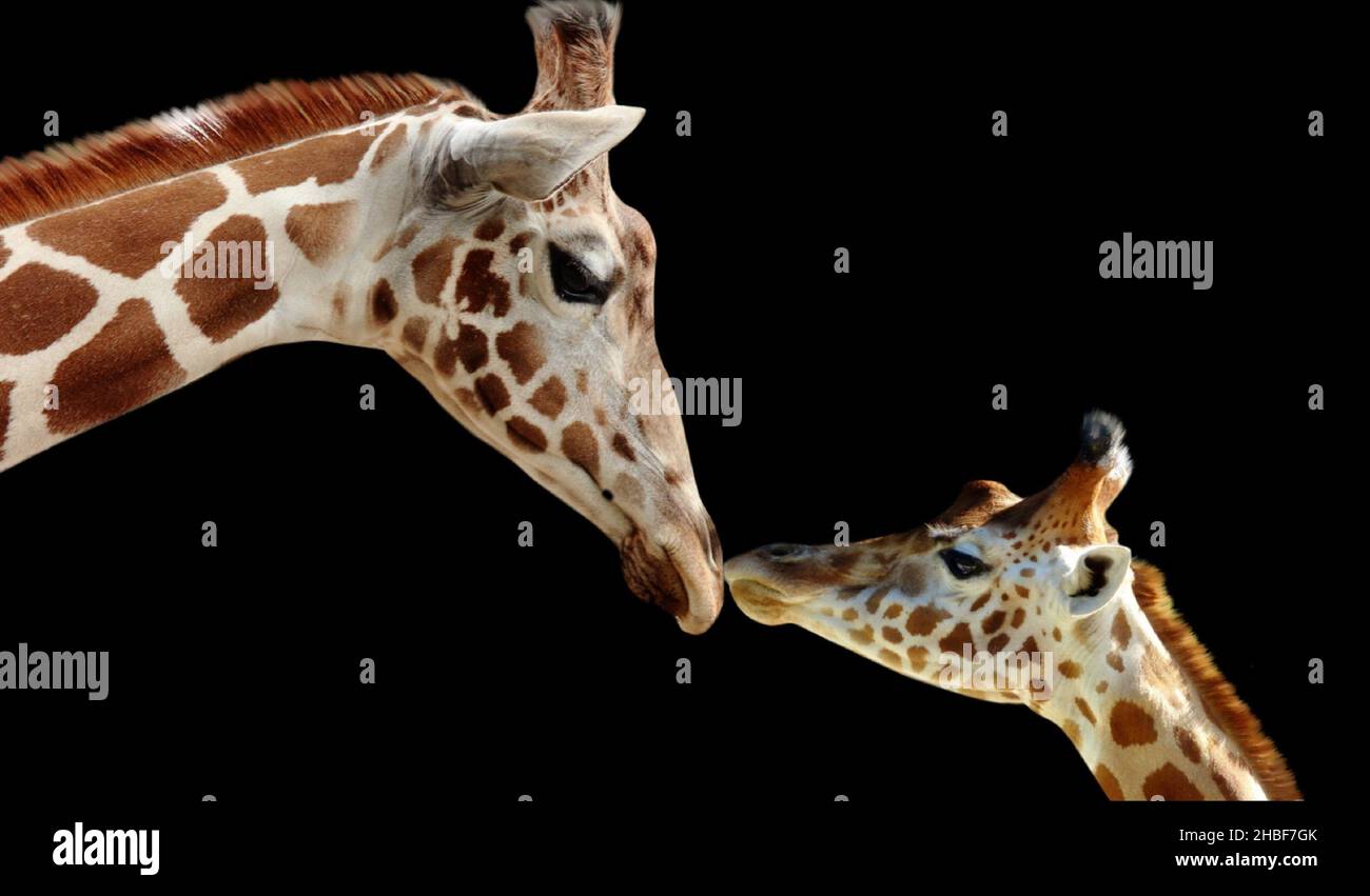 Baby And Mother Giraffe Portrait On The Black Background Stock Photo
