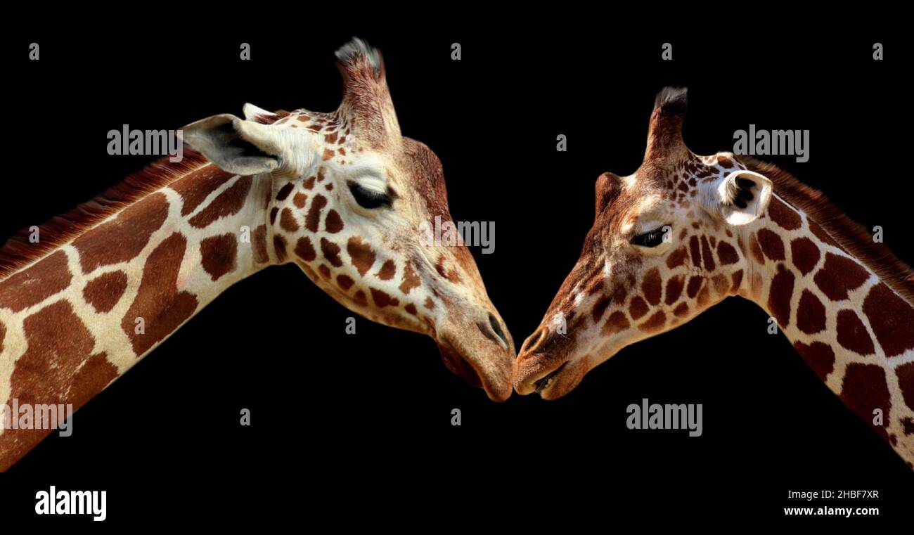 Amazing Two Giraffe Portrait On The Dark Background Stock Photo