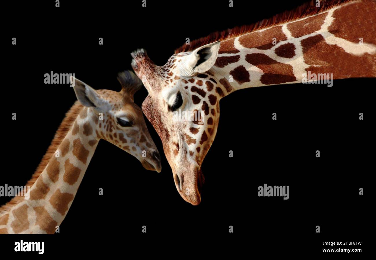 Cute Baby Giraffe Playing With Mother Giraffe On The Black Background Stock Photo