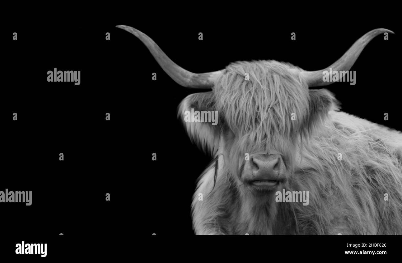 Beautiful Black And White Highland Cattle With Big Hair On The Black Background Stock Photo