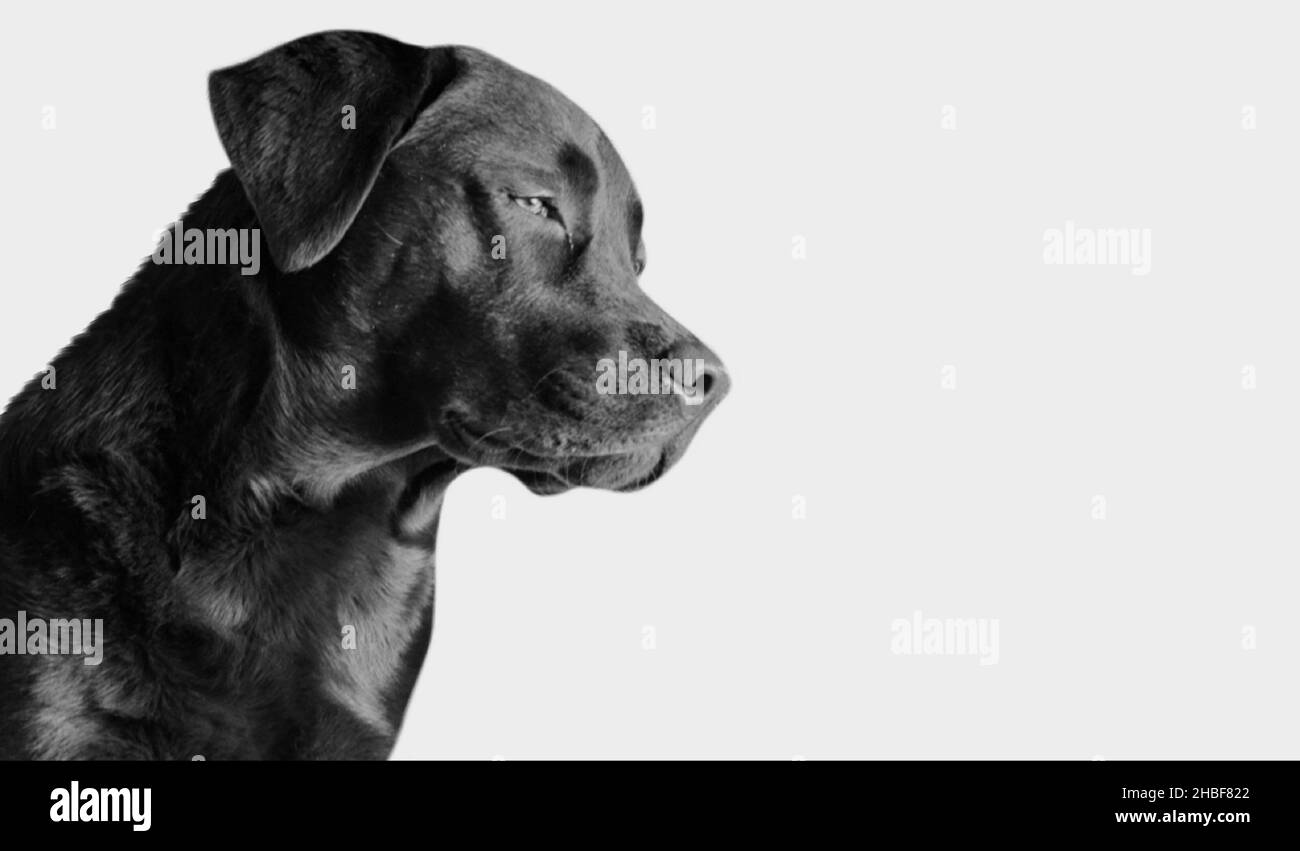 Black Labrador Retriever Dog Face On The Black Background Stock Photo