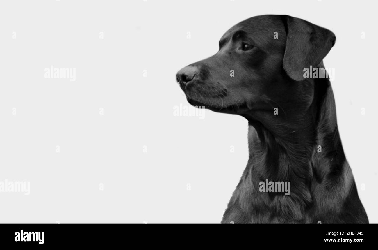 Amazing Black Labrador Retriever Dog Cute Face On The Dark Background Stock Photo