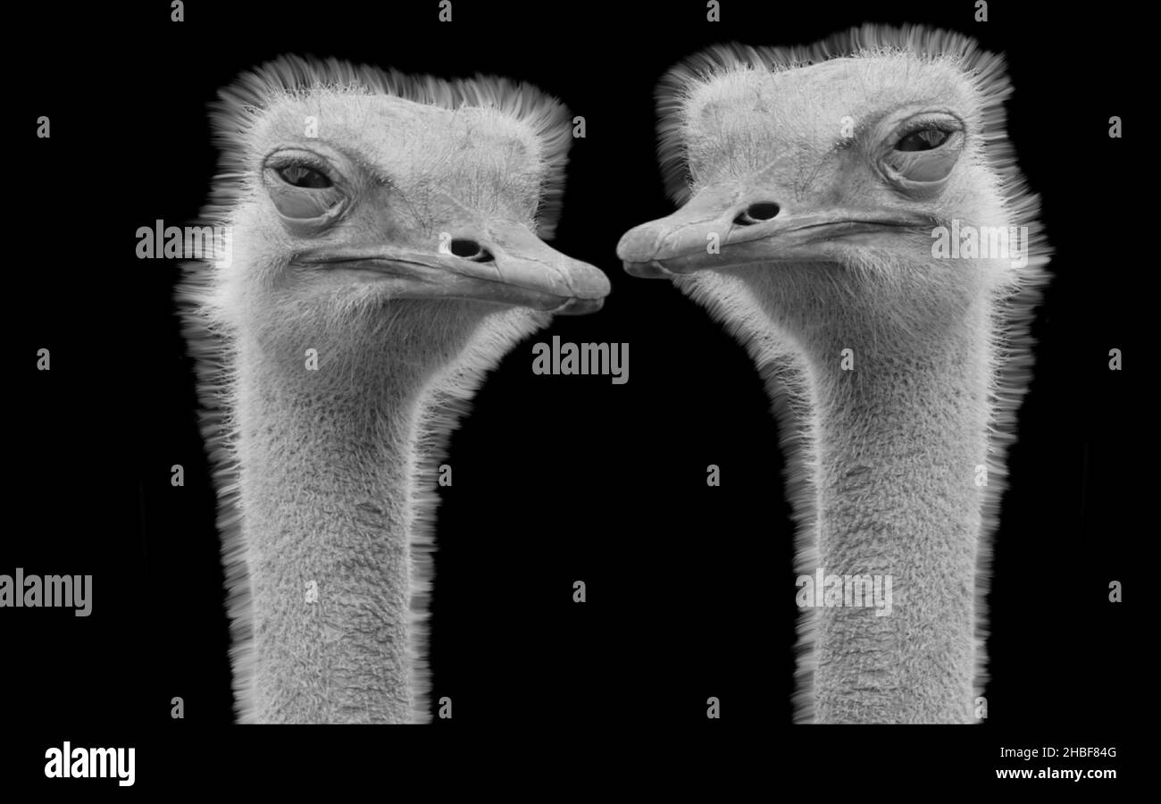 Two Funny Ostrich Birds Closeup Face On The Dark Background Stock Photo