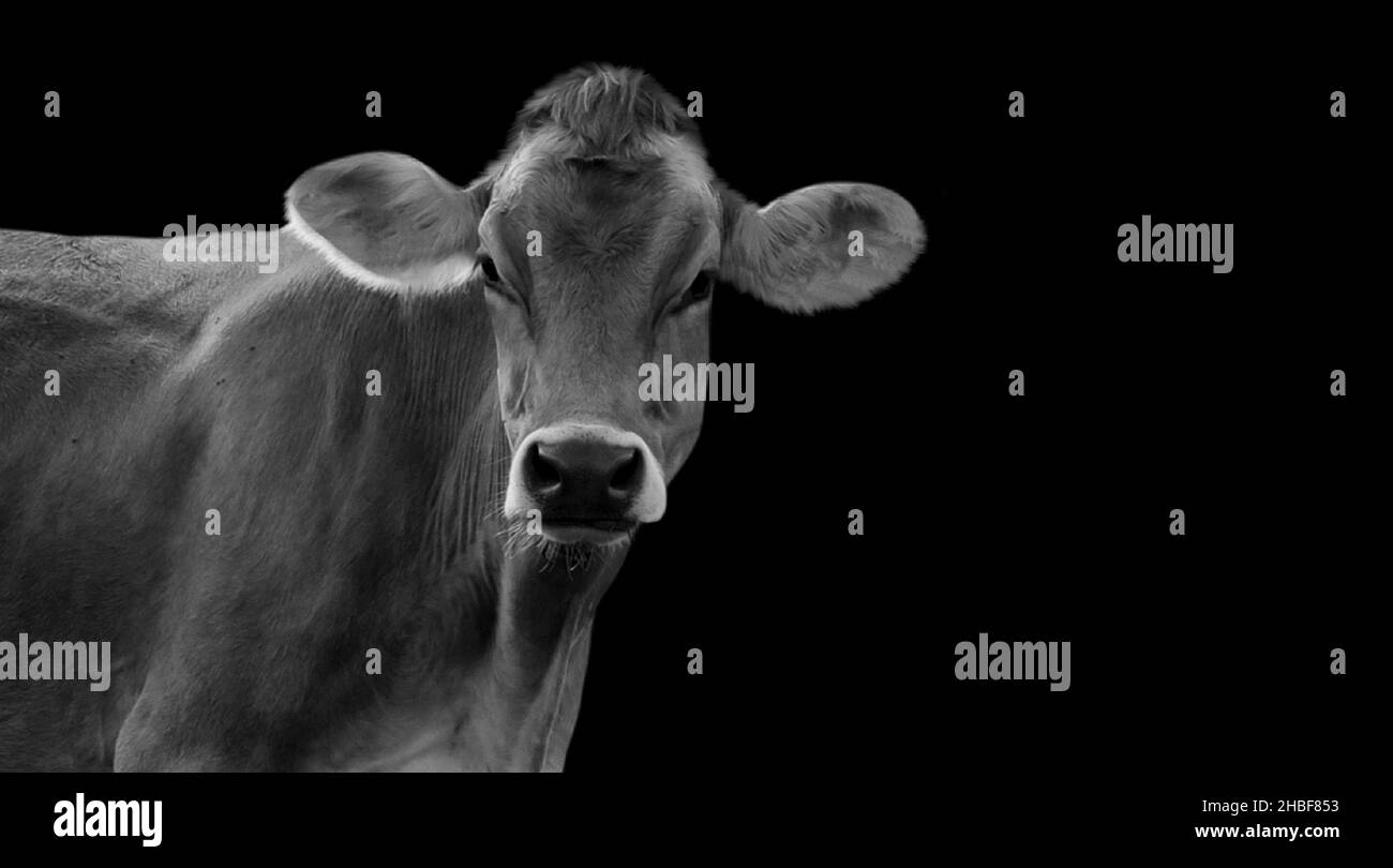 Cow face up close Black and White Stock Photos & Images - Alamy