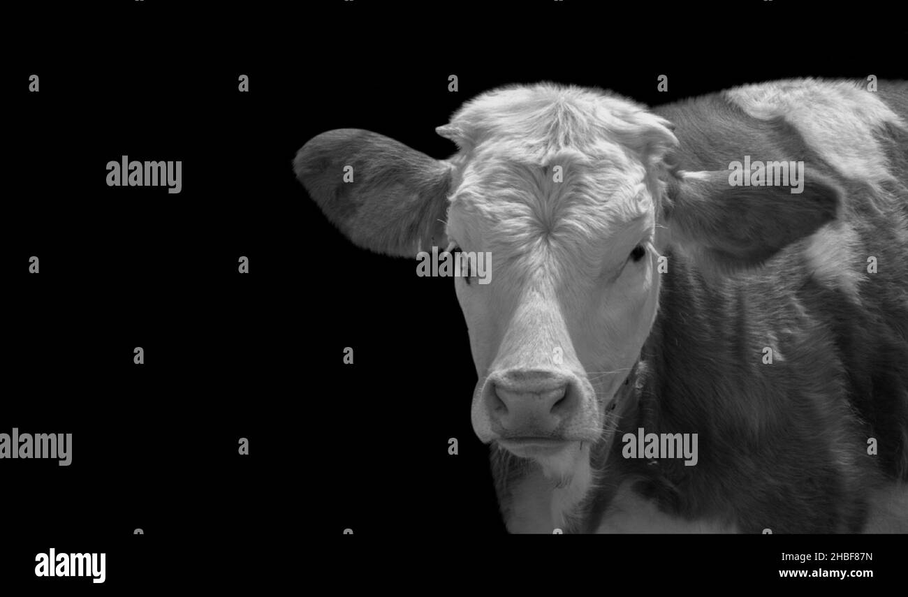 Cute Black And White Cow Portrait In The Dark Background Stock Photo
