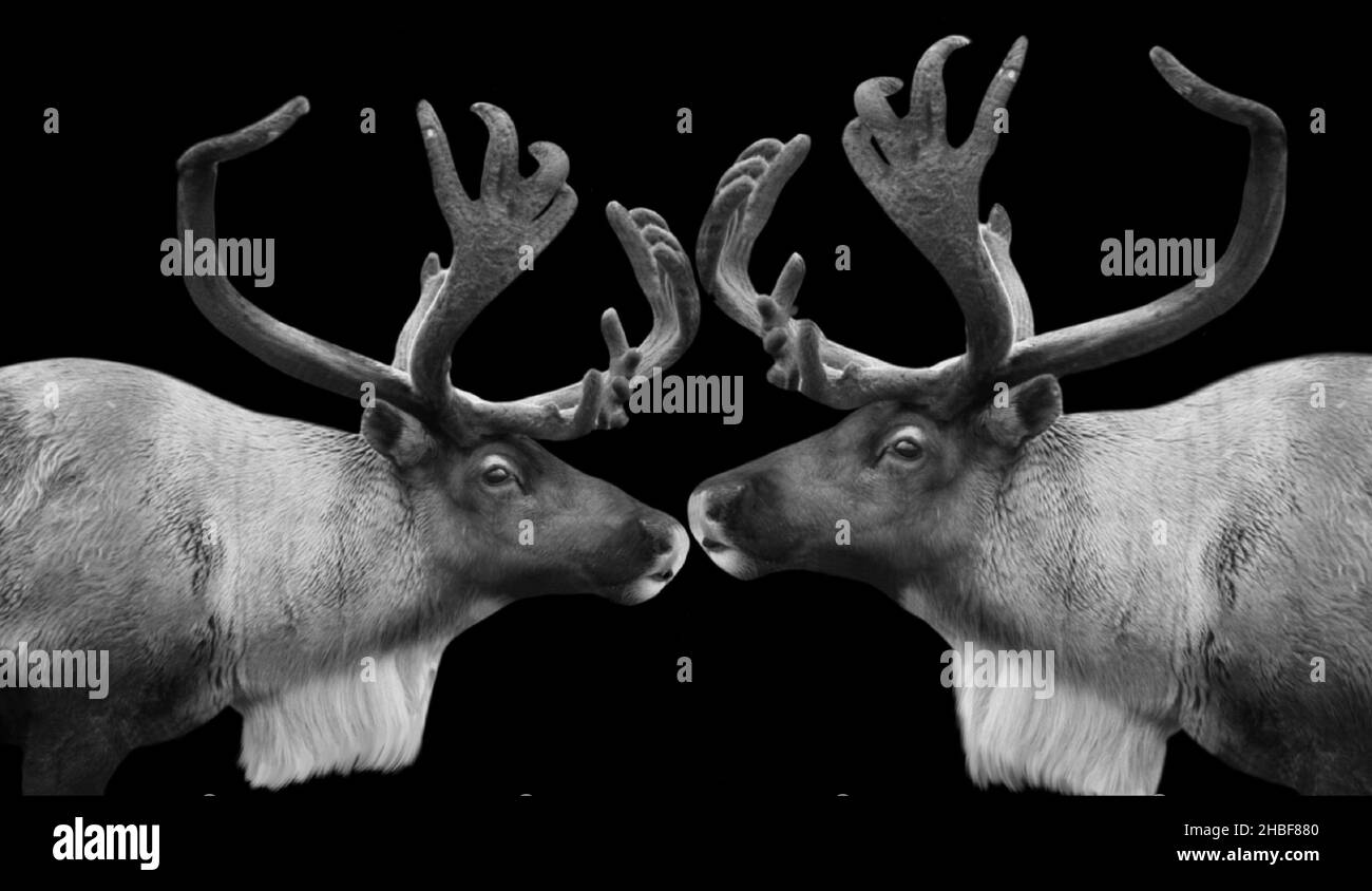 Two Beautiful Couple Reindeer Portrait On The Black Background Stock Photo