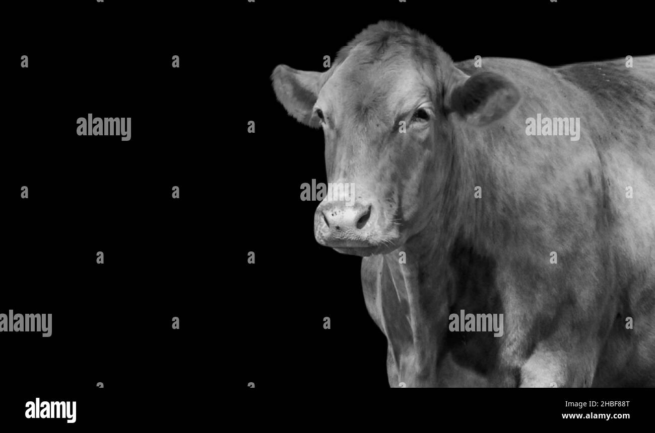 Big Muscular Cow Portrait On The Dark Background Stock Photo