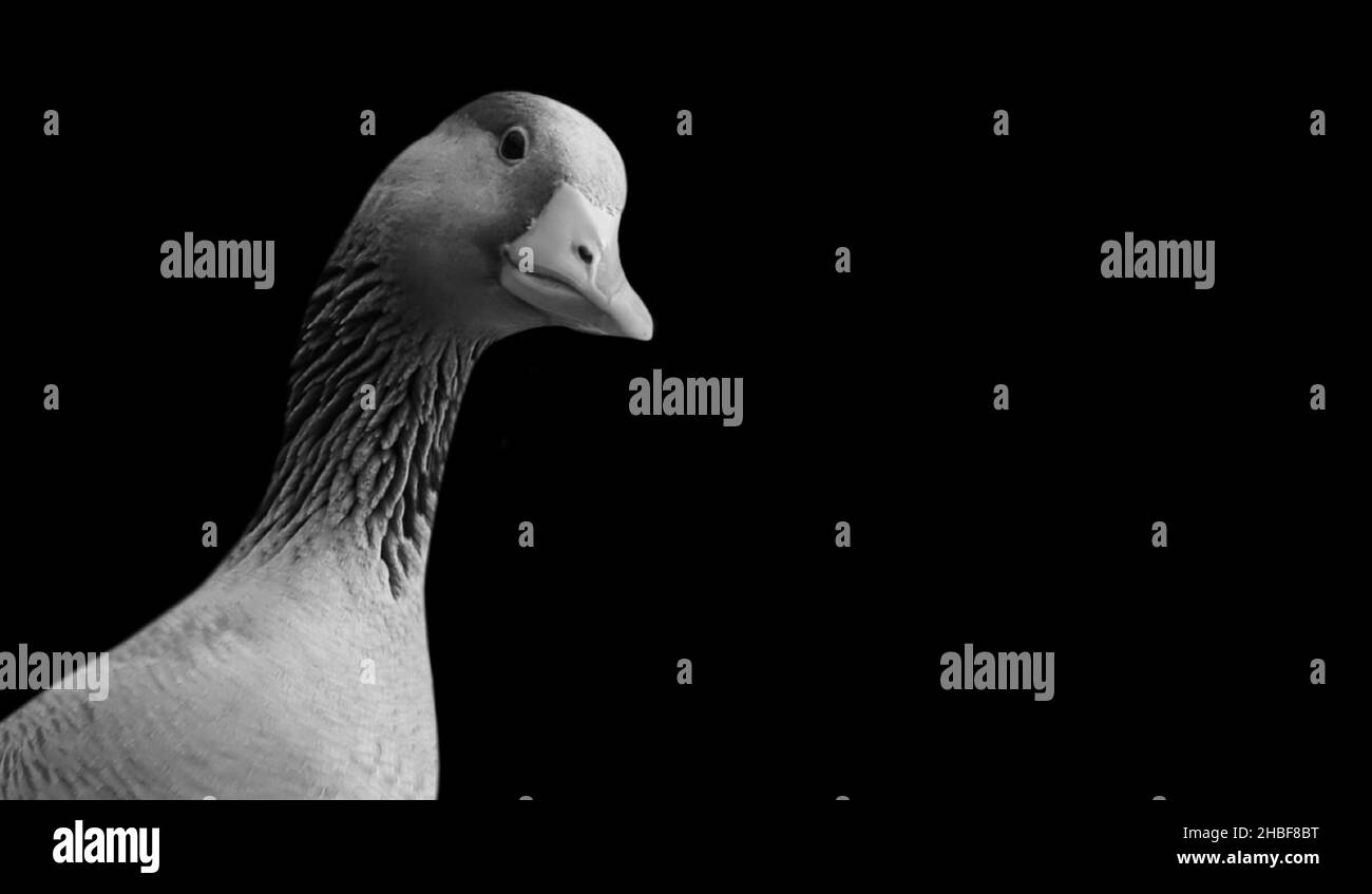 Cute Goose Smiling On The Black Background Stock Photo
