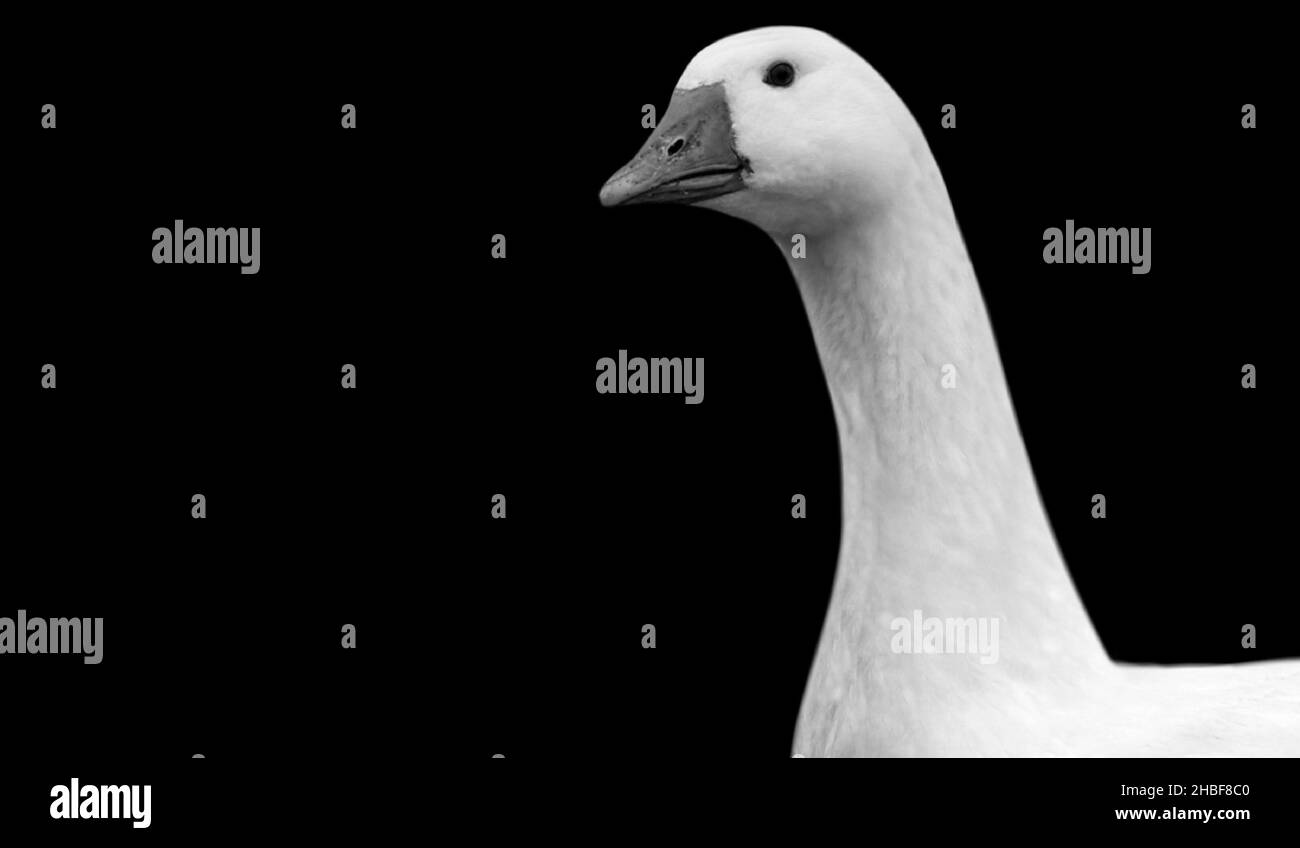 White Beautiful Goose Portrait In The Dark Background Stock Photo