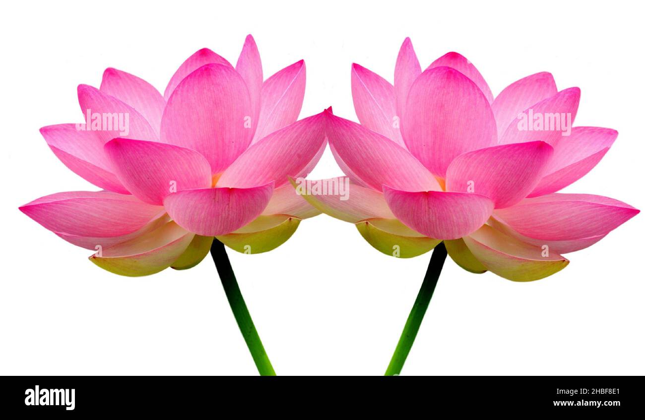 Beautiful Waterlily Or Lotus Isolated On The White Background Stock Photo