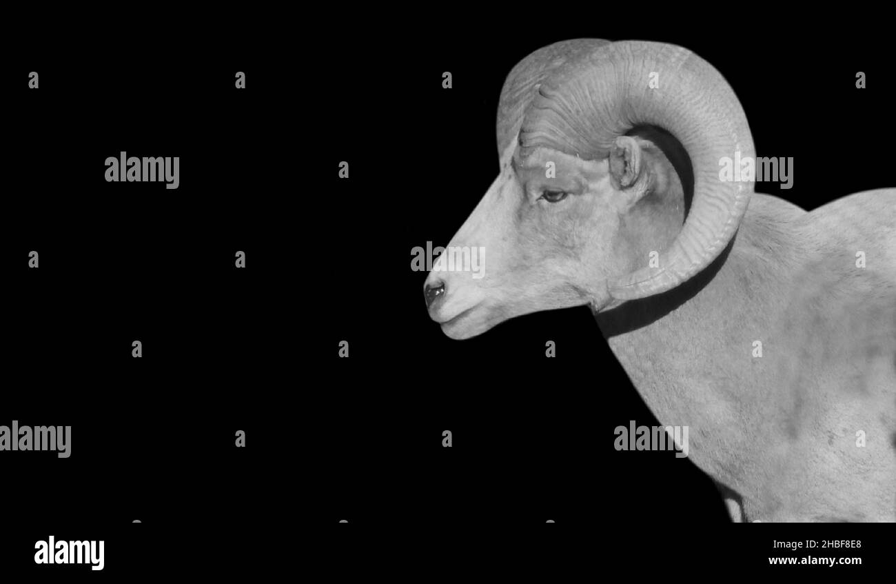 Big Horn Desert Sheep Side Face Portrait On The Dark Black Background Stock Photo