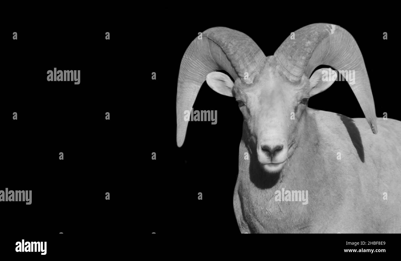 Cute Big Horn Sheep On The Black Background With Big Horn Stock Photo