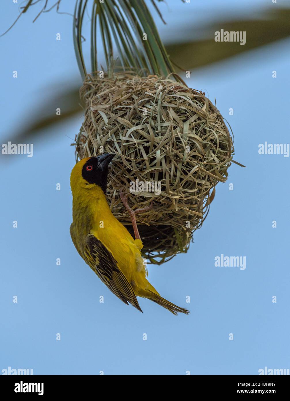Masked weaver bird building a nest Stock Photo