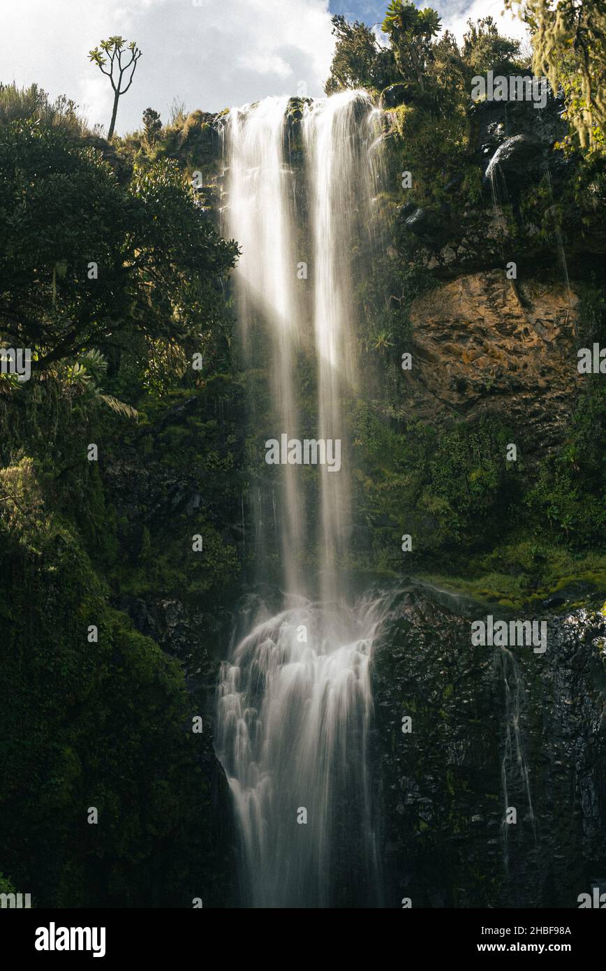 A vertical shot of the mesmerizing waterfall in the forest with dense ...
