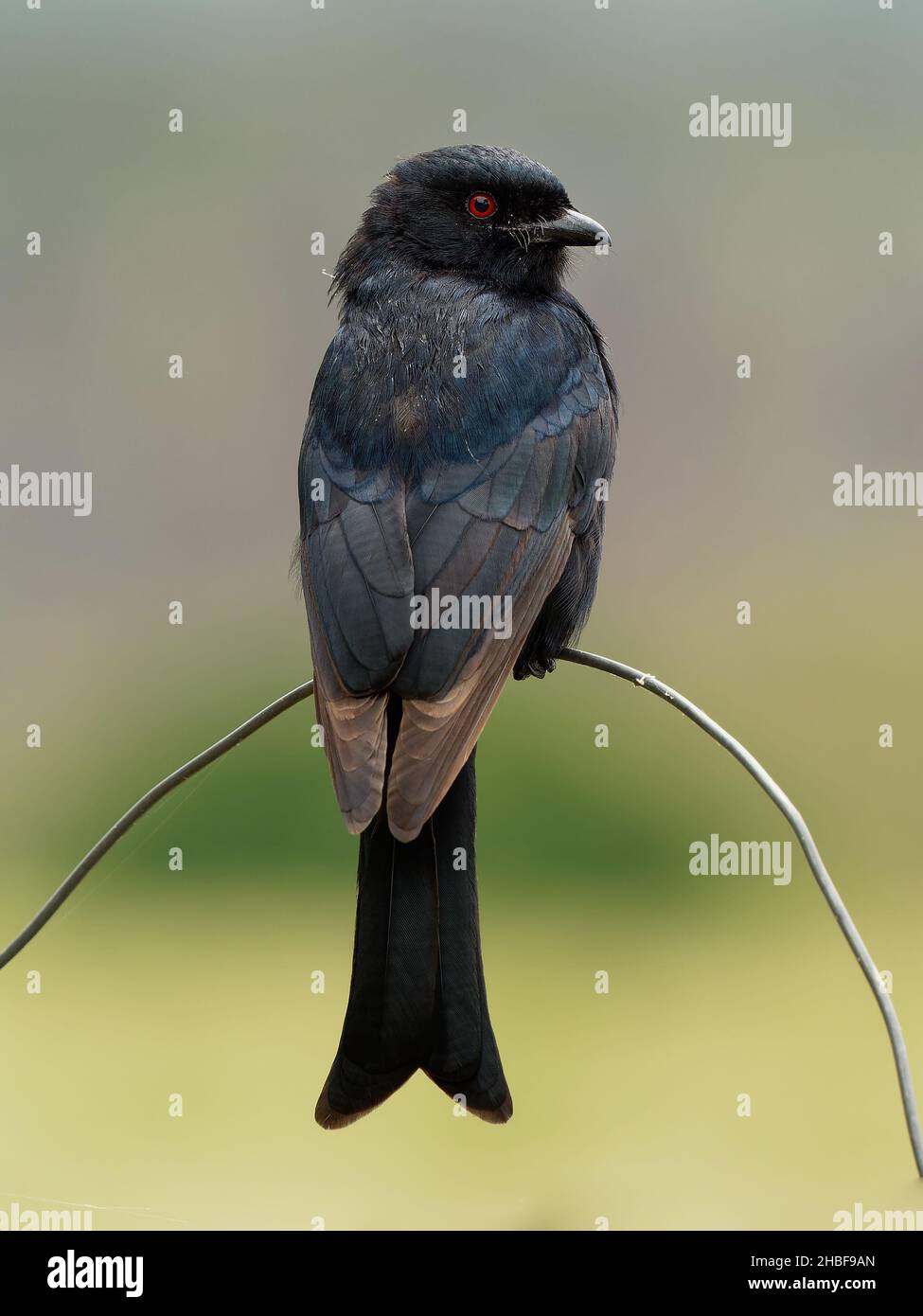 Fork-tailed Drongo - Dicrurus adsimilis also Common drongo, African drongo or savanna drongo, family Dicruridae, medium-sized passerine black bird, na Stock Photo