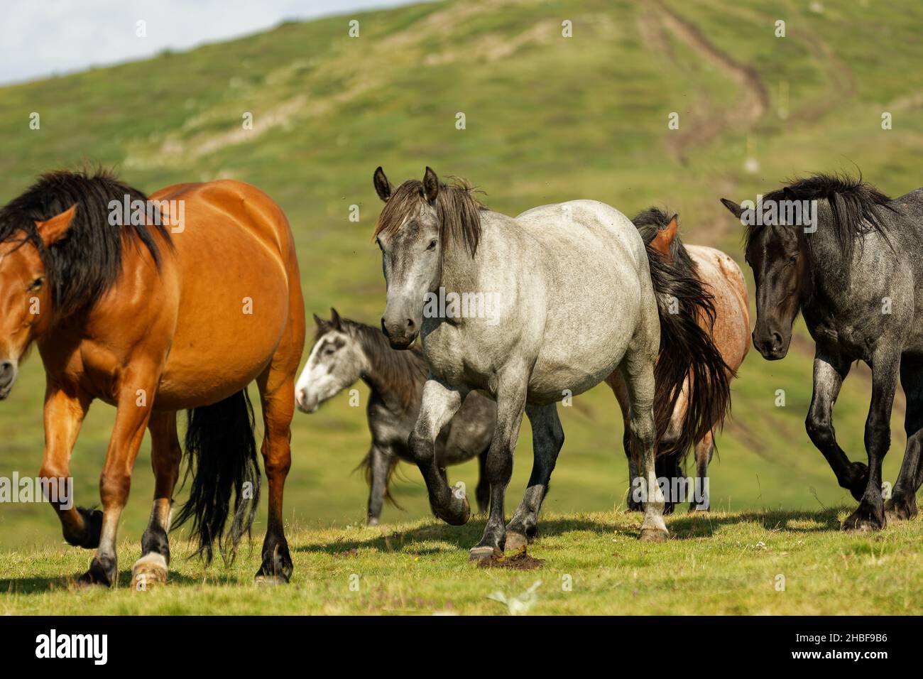 Horse and foals in the mountains, Central Balkan National Park in Bulgaria, Stara Planina. Beautiful horses in the nature on top of the hill. Herd of Stock Photo