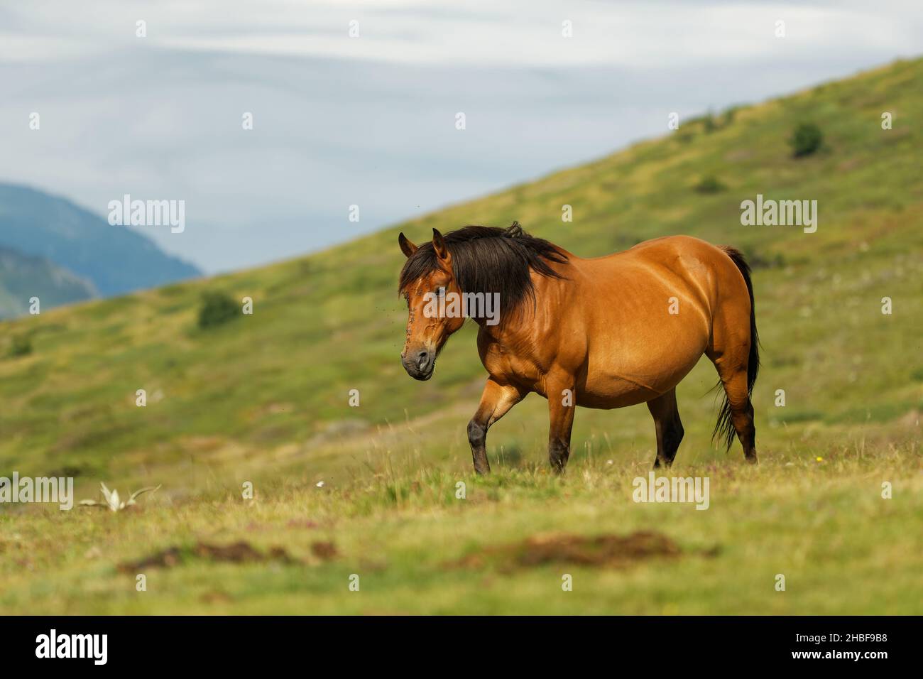 Horse and foals in the mountains, Central Balkan National Park in Bulgaria, Stara Planina. Beautiful horses in the nature on top of the hill. Herd of Stock Photo