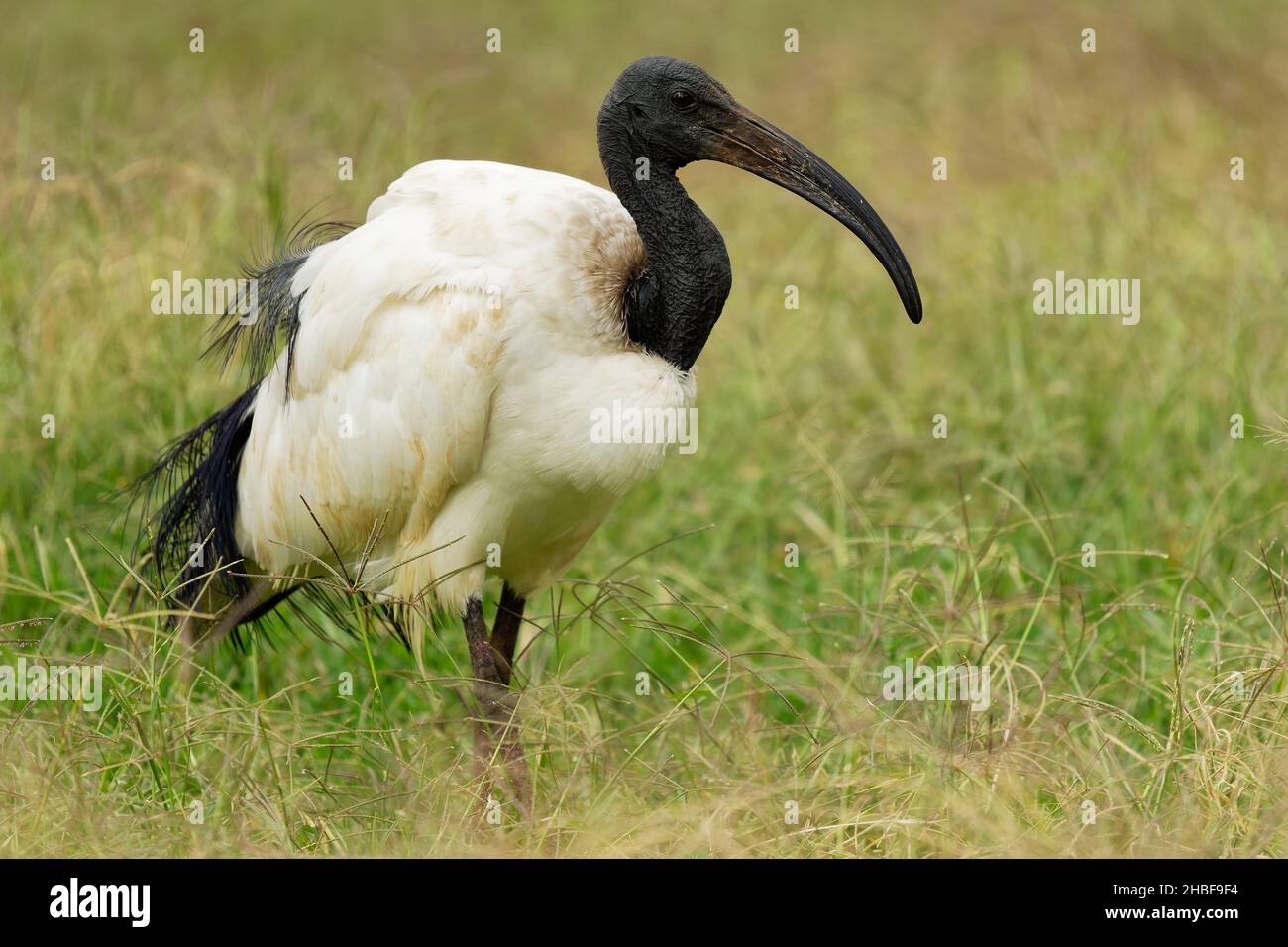 African sacred ibis - Threskiornis aethiopicus wading black and white bird of Threskiornithidae, native to Africa and the Middle East, role in the rel Stock Photo