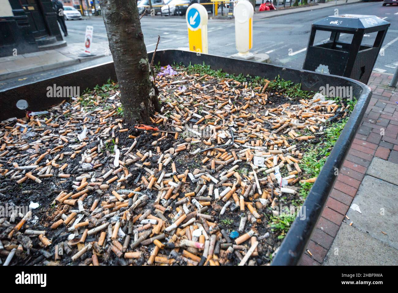 Hundreds of cigarette butts discarded in the large pot of a tree on a  Manchester street, mere feet away from a rubbish bin. England, UK. Litter  Stock Photo